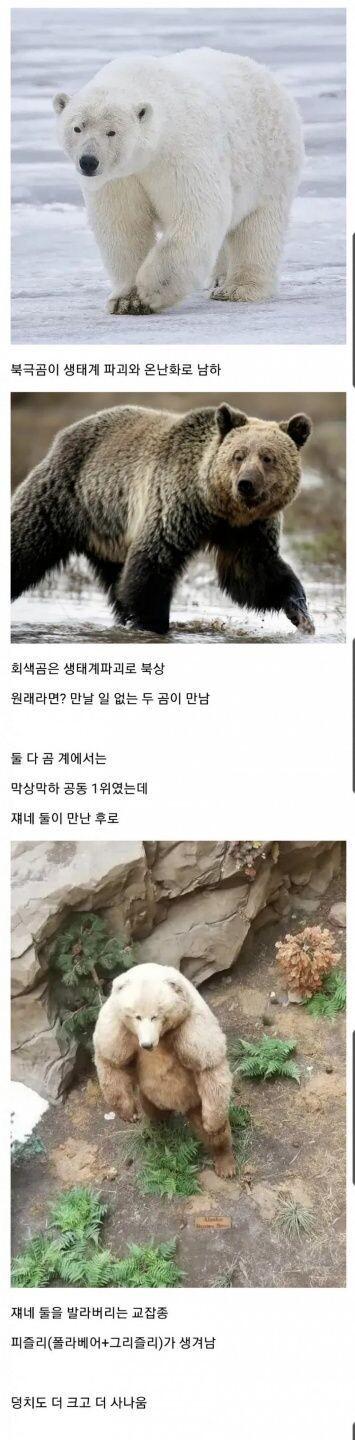 생태계 파괴로 곰에게 생긴변화