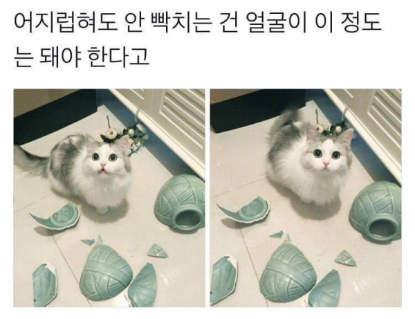 사고쳐도 괜찮은 외모 기준