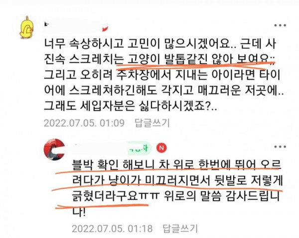 고양이는 차 안 긁는다니까요