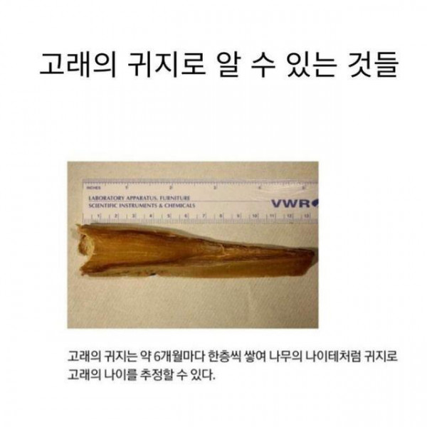 고래 귀지로 알 수 있는 것들.jpg