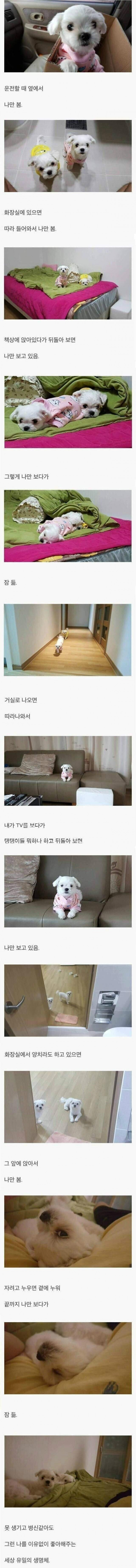 네임드 형님들이 댕댕이를 키워야하는 이유.jpg