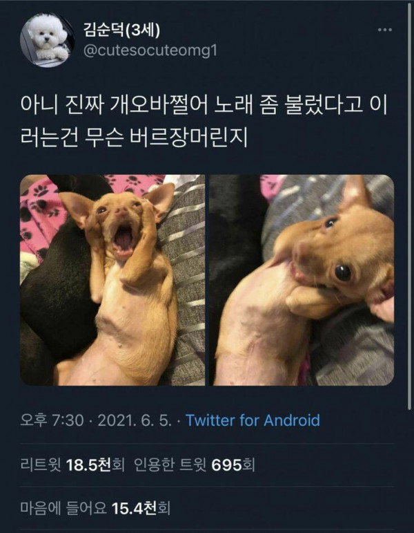 주인이 음치일떄 반려견들이 터득하는 자세