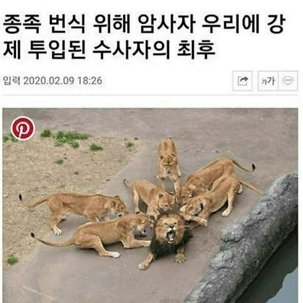 위험한 하렘